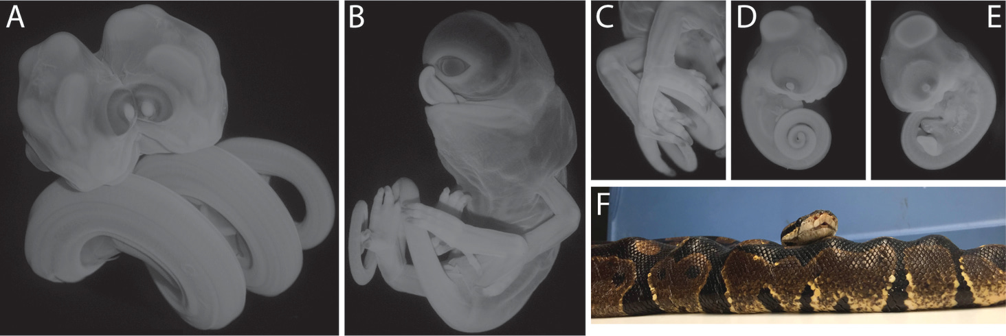 Evo-Devo-Path, or Macroevolutionary Medicine